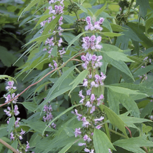 Purple flowers blooming on a green leafy plant outdoors.